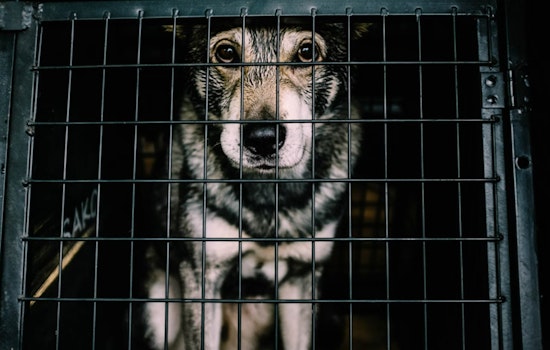 Montgomery County and Houston Grapple with Disturbing Cases of Animal Cruelty and Dog Deaths