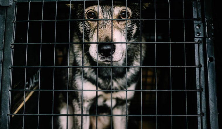 Montgomery County and Houston Grapple with Disturbing Cases of Animal Cruelty and Dog Deaths