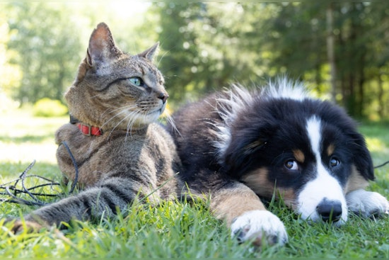 Nationwide Insurance Cancels 100K Pet Policies Due to Rising Veterinary Costs, Leaving Owners in Distress