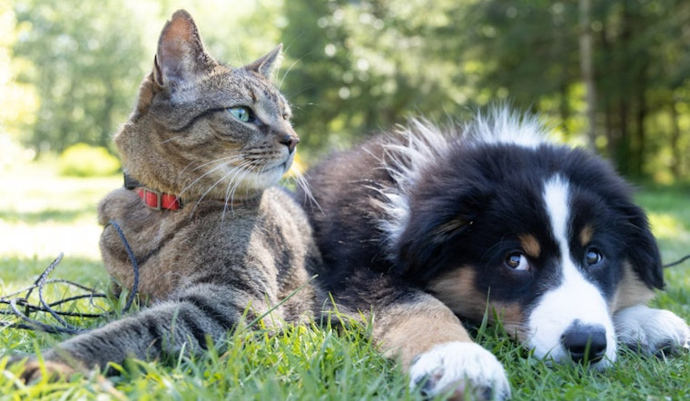 Nationwide Insurance Cancels 100K Pet Policies Due to Rising Veterinary Costs, Leaving Owners in Distress