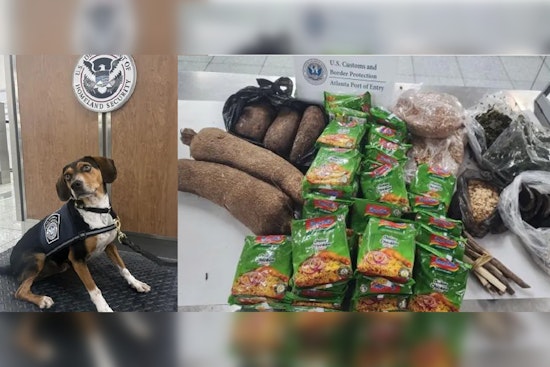 New Beagle Brigade Recruit Flash Finds Contraband on First Day at Atlanta Airport