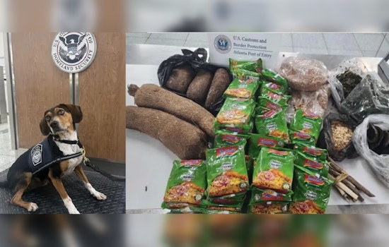 New Beagle Brigade Recruit Flash Finds Contraband on First Day at Atlanta Airport