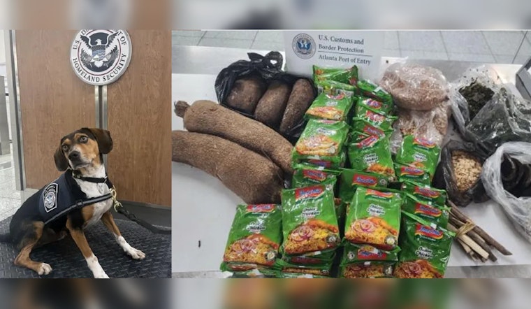 New Beagle Brigade Recruit Flash Finds Contraband on First Day at Atlanta Airport