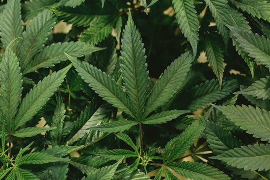 North Carolina Senate Backs Medical Marijuana Bill in Potential Shift on Cannabis Reform