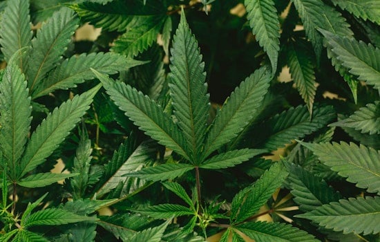 North Carolina Senate Backs Medical Marijuana Bill in Potential Shift on Cannabis Reform