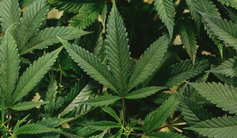 North Carolina Senate Backs Medical Marijuana Bill in Potential Shift on Cannabis Reform