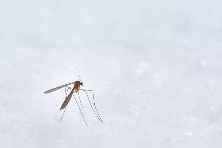 Oahu Reports Fifth Travel-Related Dengue Fever Case This Year, Hawai'i Health Officials Urge Vigilance