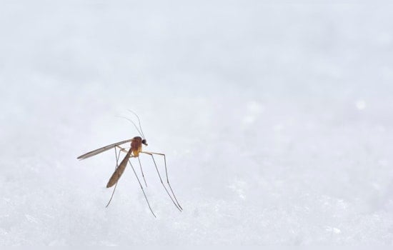 Oahu Reports Fifth Travel-Related Dengue Fever Case This Year, Hawai'i Health Officials Urge Vigilance