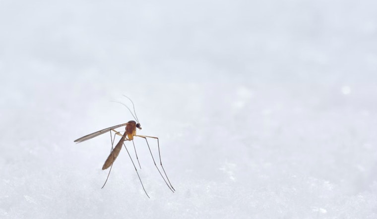 Oahu Reports Fifth Travel-Related Dengue Fever Case This Year, Hawai'i Health Officials Urge Vigilance