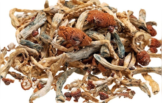 Oregon Healthcare Providers Sue Over Psilocybin Law, Citing Discrimination Against Homebound Patients