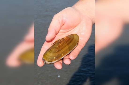 Oregon Shuts Down All Clam Harvesting on Coast Due to 'Historic' Marine Biotoxin Levels