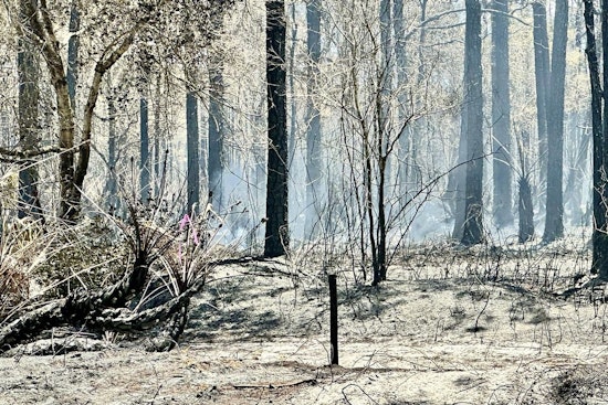 Palm City Brush Fire Fully Contained After Burning 200 Acres Near Stuart West Cobblestone Community