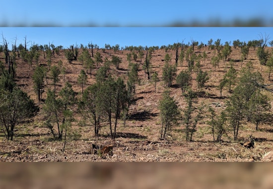 Phase 2 of Dude Fire Restoration Project Commences to Protect Arizona's Tonto National Forest
