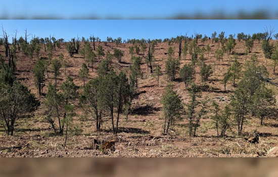 Phase 2 of Dude Fire Restoration Project Commences to Protect Arizona's Tonto National Forest
