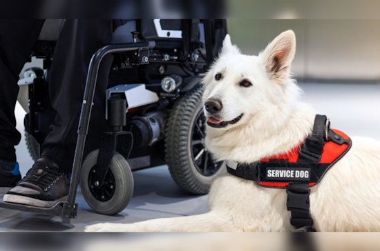 Phoenix Hosts Service Animal Awareness Webinar to Educate Public on Rights and Etiquette