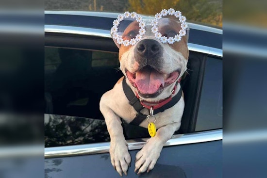 Pima Animal Care Center Extends Hours for Summer Adoption Nights in Tucson