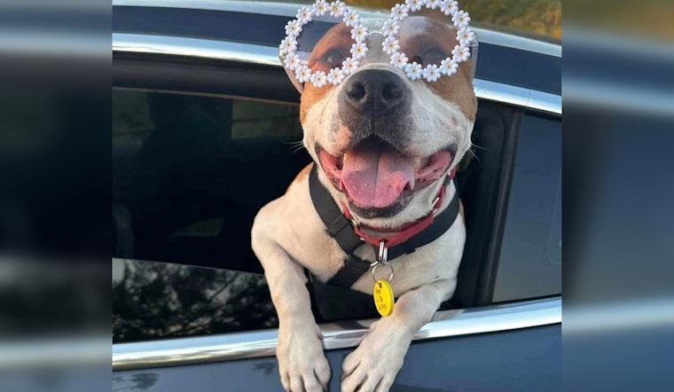 Pima Animal Care Center Extends Hours for Summer Adoption Nights in Tucson