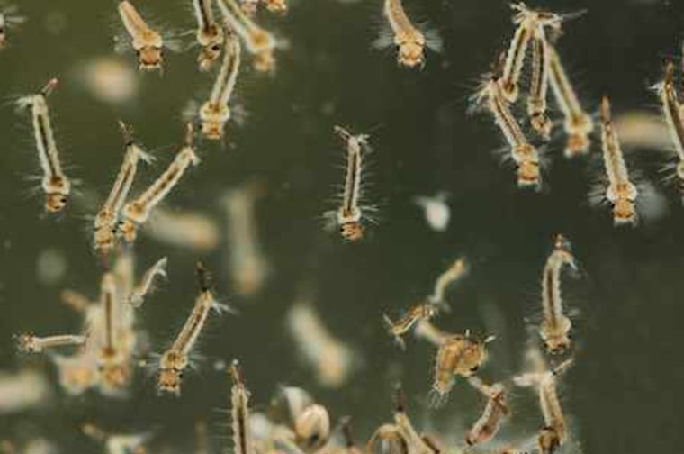 Pima County Health Department Warns of Rising Mosquito-Borne Disease Risk Amid Monsoon Season
