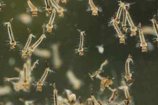 Pima County Health Department Warns of Rising Mosquito-Borne Disease Risk Amid Monsoon Season