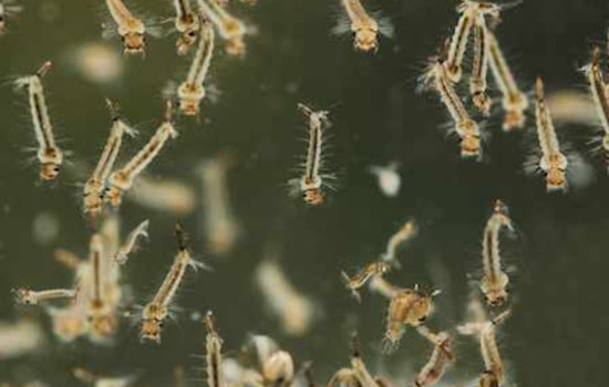 Pima County Health Department Warns of Rising Mosquito-Borne Disease Risk Amid Monsoon Season