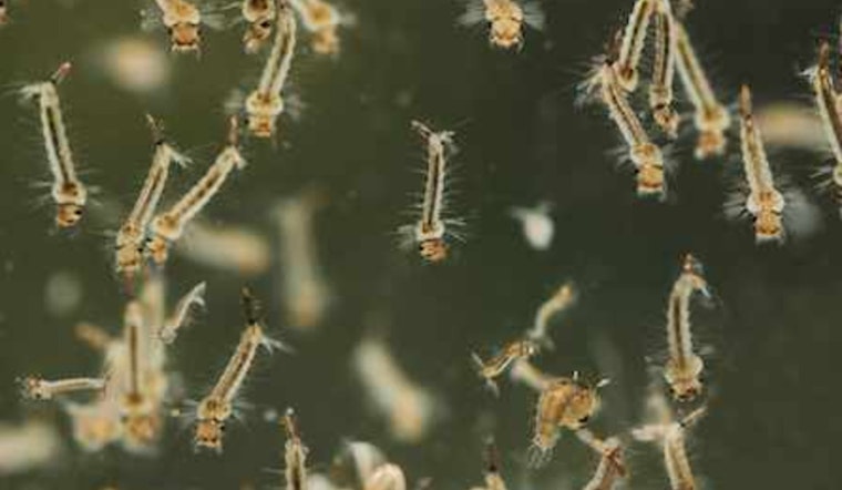 Pima County Health Department Warns of Rising Mosquito-Borne Disease Risk Amid Monsoon Season