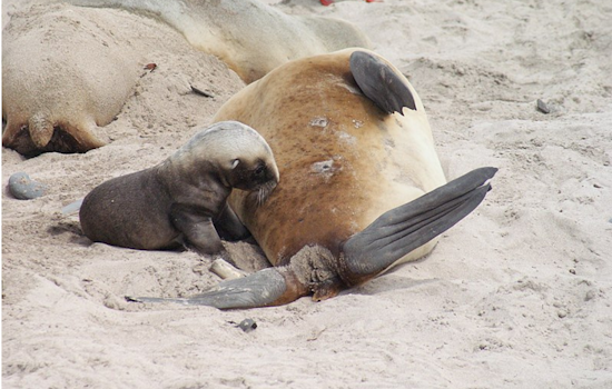 Point Defiance Zoo in Tacoma Welcomes First Sea Lion Pup Birth in 119-Year History