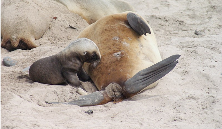 Point Defiance Zoo in Tacoma Welcomes First Sea Lion Pup Birth in 119-Year History
