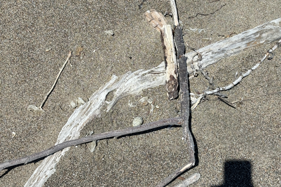 Point Reyes Snowy Plover Population Boosted by Discovery of New Nests Despite Raven Predation
