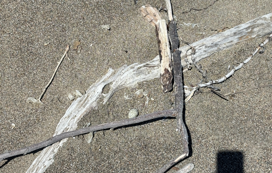 Point Reyes Snowy Plover Population Boosted by Discovery of New Nests Despite Raven Predation