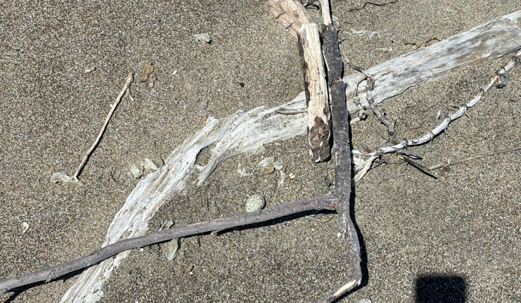 Point Reyes Snowy Plover Population Boosted by Discovery of New Nests Despite Raven Predation