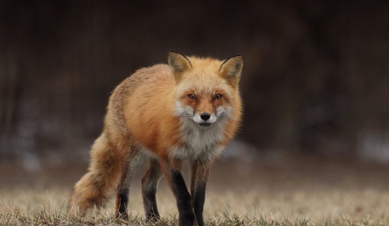 Rabies Alert in Gwinnett County as Fox Tests Positive After Biting Lilburn Resident