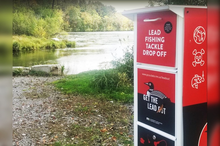 Ramsey County Aims to Protect Swans with Strategic Battle Against Lead Fishing Tackle at Sucker Lake
