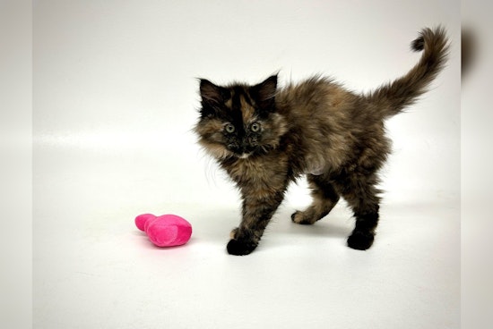 Rare Intersex Tortoiseshell Kitten Named Cinder Discovered at Humane Society in Bend, Oregon