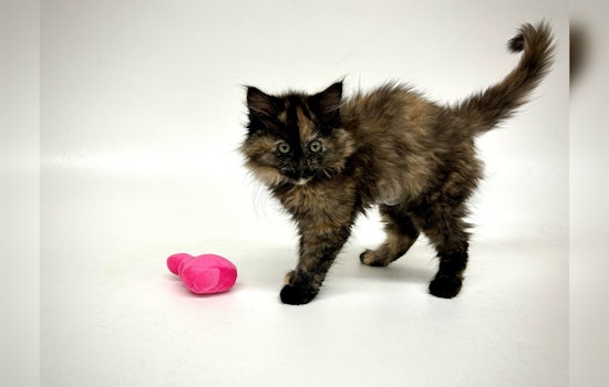 Rare Intersex Tortoiseshell Kitten Named Cinder Discovered at Humane Society in Bend, Oregon