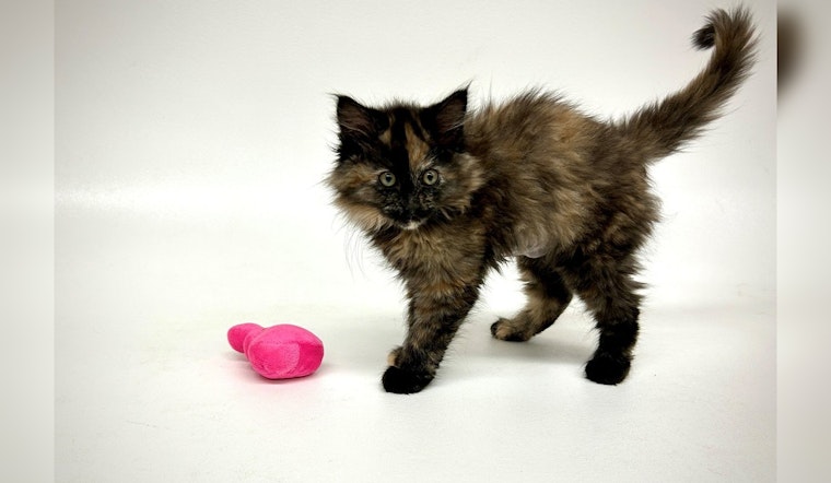 Rare Intersex Tortoiseshell Kitten Named Cinder Discovered at Humane Society in Bend, Oregon