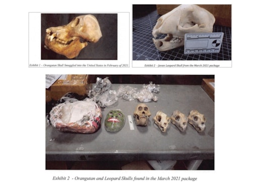 Reading, Massachusetts Man Charged with Trafficking Endangered Wildlife Parts