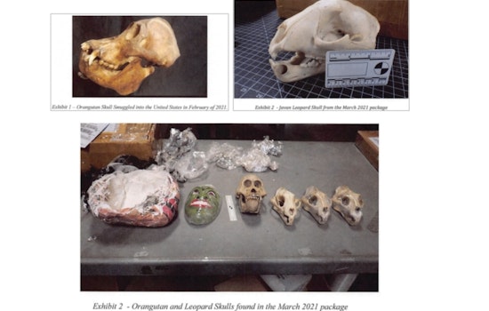 Reading, Massachusetts Man Charged with Trafficking Endangered Wildlife Parts