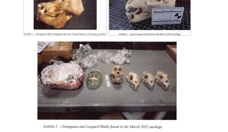 Reading, Massachusetts Man Charged with Trafficking Endangered Wildlife Parts