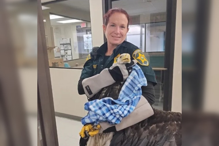 Rescued Bald Eagle Recovers in Polk County with Community Support