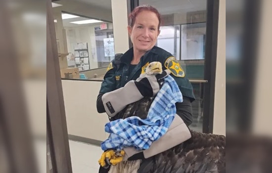 Rescued Bald Eagle Recovers in Polk County with Community Support