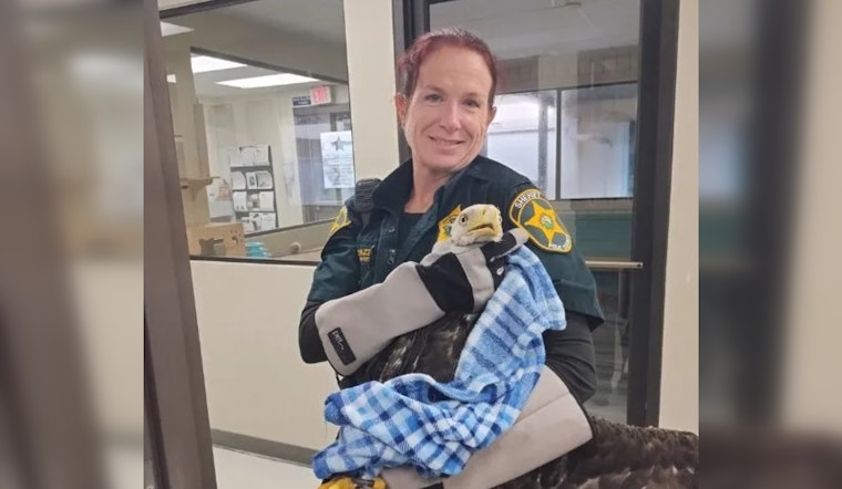 Rescued Bald Eagle Recovers in Polk County with Community Support