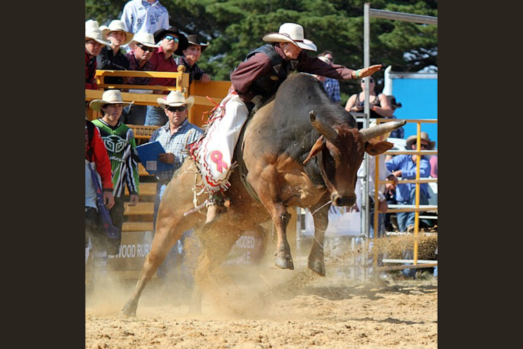 Rodeo Bull Party Bus Retires After Causing Injuries at Oregon Rodeo Event