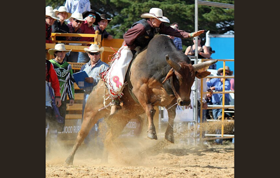 Rodeo Bull Party Bus Retires After Causing Injuries at Oregon Rodeo Event