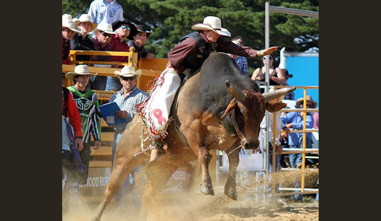 Rodeo Bull Party Bus Retires After Causing Injuries at Oregon Rodeo Event