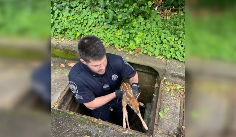 Rome, Georgia Police Sergeant Rescues Trapped Fawn From Storm Drain in West Rome Neighborhood