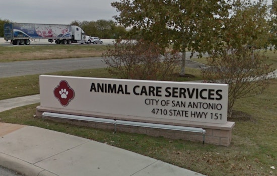 San Antonio Animal Care Services Offers Pet Safety Tips for Fourth of July Celebrations