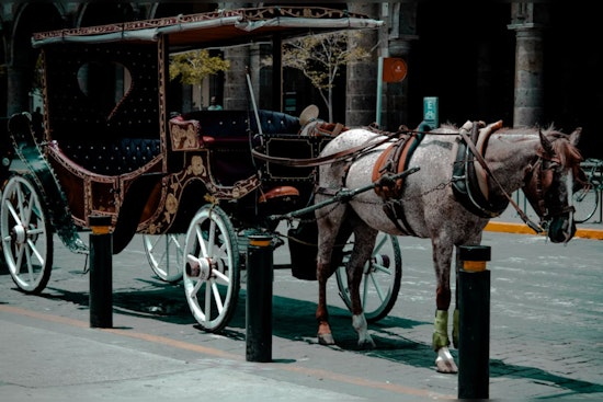 San Antonio Board Blocks Yellow Rose & H.R.H. Carriage Company's Plans Amid Horse-Drawn Carriage Debate