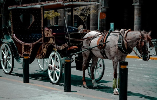 San Antonio Board Blocks Yellow Rose & H.R.H. Carriage Company's Plans Amid Horse-Drawn Carriage Debate