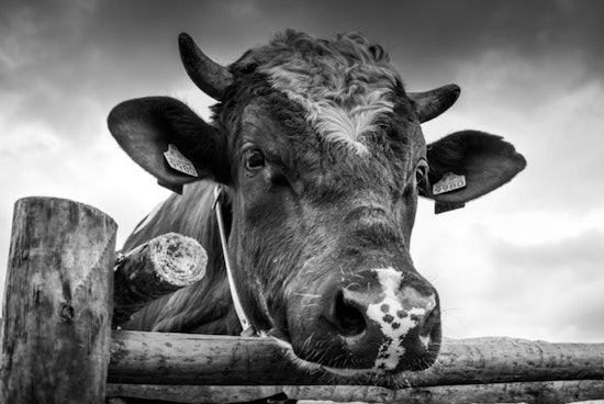 San Antonio Bull Rider Dies Following Rodeo Accident in Bandera
