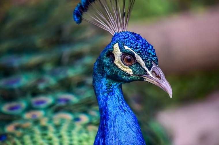 San Antonio Considers Sanctuary Status to Protect Peafowl, with